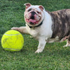 PetSprout™ | Supreme XXL Tennis Ball for Pets