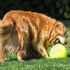 PetSprout™ | Supreme XXL Tennis Ball for Pets