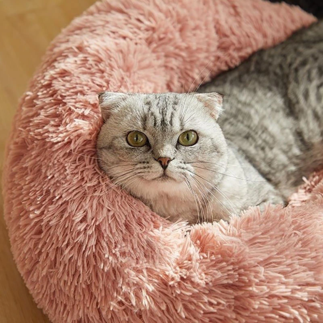 CuddleSprout™ | Cuddly Cat Bed